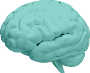 brain