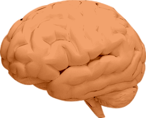 brain