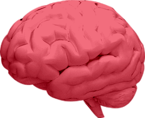 brain