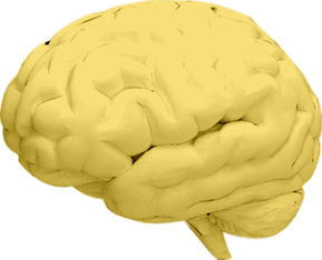 brain